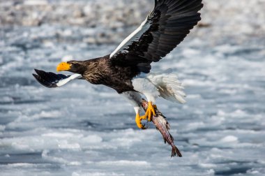 Steller'ın deniz kartal av ile uçuş