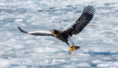 Steller'ın deniz kartal uçuş 
