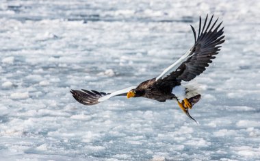Steller'ın deniz kartal av ile uçuş