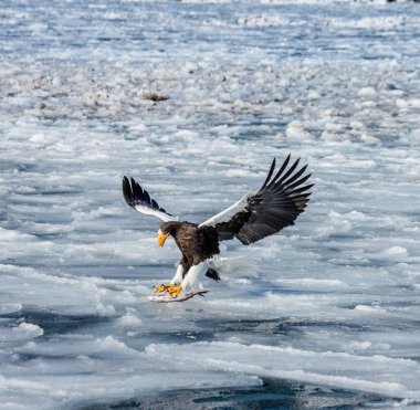 Steller'ın deniz kartal av ile uçuş