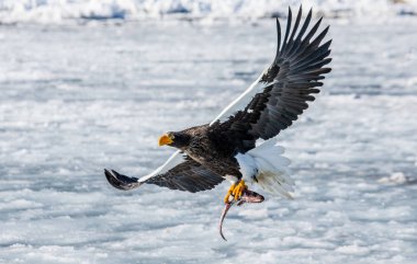 Steller'ın deniz kartal av ile uçuş