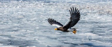 Steller'ın deniz kartal uçuş 