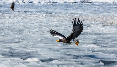 Steller'ın deniz kartal uçuş 