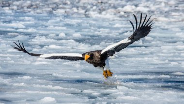 Steller'ın deniz kartal av ile uçuş