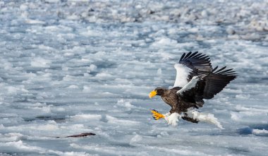 Steller'ın deniz kartal uçuş 