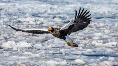 Steller'ın deniz kartal av ile uçuş