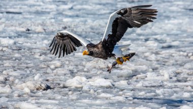 Steller's sea eagle in flight with prey clipart