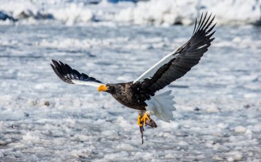 Steller'ın deniz kartal av ile uçuş