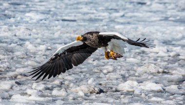 Steller'ın deniz kartal av ile uçuş