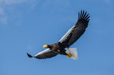 Steller'ın deniz kartal uçuş