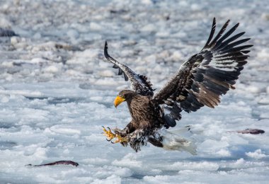 Steller'ın deniz kartal uçuş 