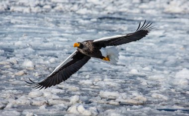 Steller'ın deniz kartal uçuş 
