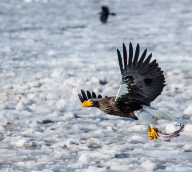 Steller'ın deniz kartal av ile uçuş