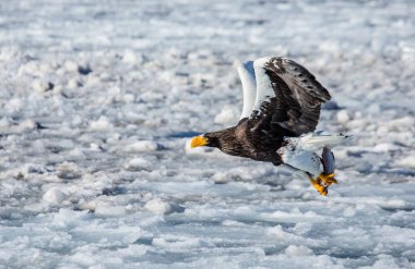 Steller'ın deniz kartal av ile uçuş