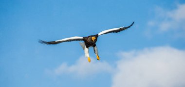Steller'ın deniz kartal uçuş