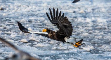 Steller'ın deniz kartal av ile uçuş