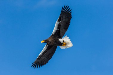 Steller'ın deniz kartal uçuş