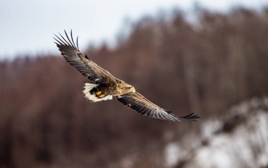 Uçan beyaz kuyruklu kartal