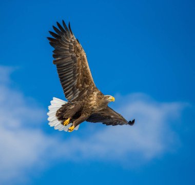 Uçan beyaz kuyruklu kartal 