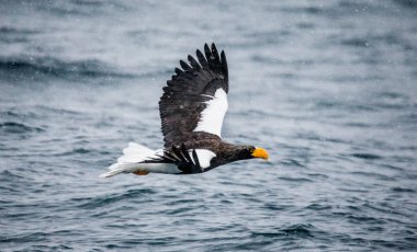 Steller'ın deniz kartal deniz üzerinde uçar.