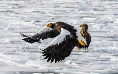 Steller'ın deniz kartal uçuş