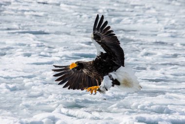 Steller'ın deniz kartal uçuş 