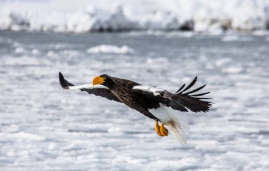 Steller'ın deniz kartal uçuş 