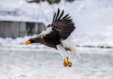 Steller'ın deniz kartal uçuş