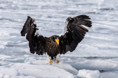Steller'ın deniz buz üzerinde oturan kartal