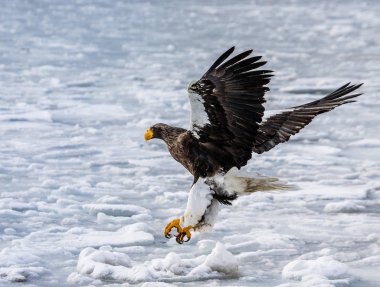 Steller'ın deniz kartal uçuş 