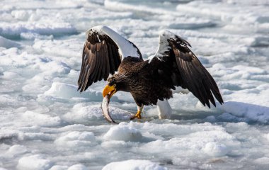 Steller's sea eagle sitting with prey clipart