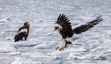 Steller'ın deniz kartalları 