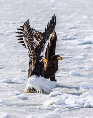 Steller'ın deniz kartalları 