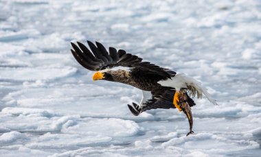 Steller'ın deniz kartal uçuş 