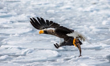 Steller's sea eagle in flight  clipart