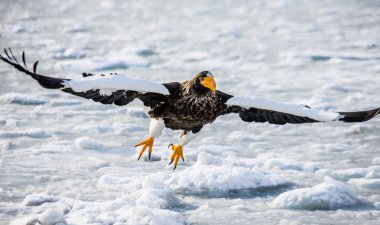 Steller'ın deniz kartal uçuş 