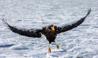 Steller'ın deniz kartal uçuş 