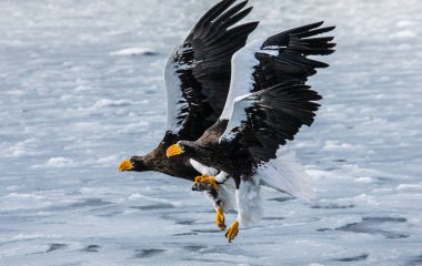 Steller'ın denize uçan Kartallar 