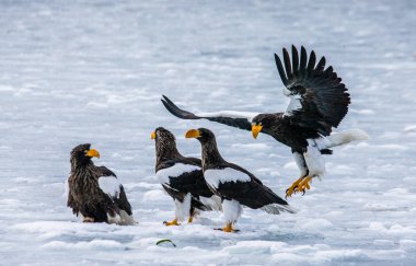 Steller'ın deniz kartalları 