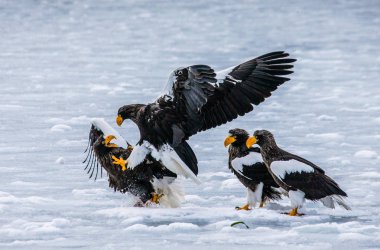 Steller'ın deniz kartalları 