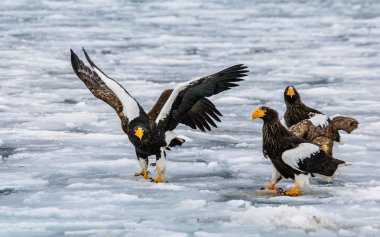 Steller'ın deniz kartalları 
