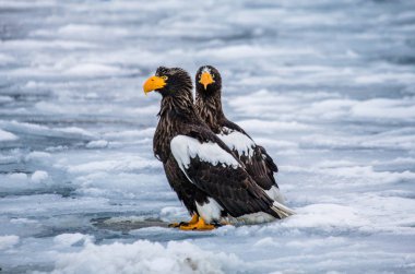 Steller'ın deniz kartalları 