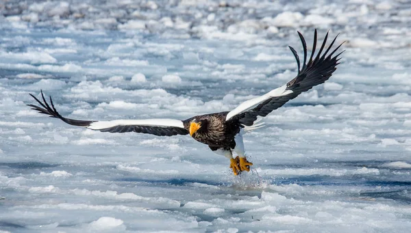 L'aigle de mer de Steller en vol avec ses proies — Photo