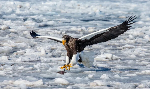 L'aigle de mer de Steller en vol — Photo