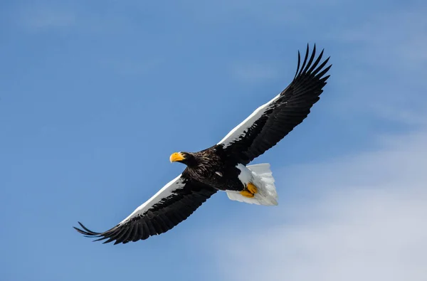 Steller's sea eagle in flight