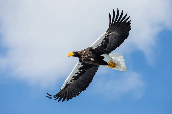 Steller's sea eagle in flight — Stock Photo, Image