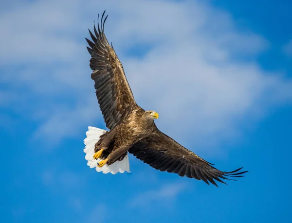 White-tailed eagle in flight — Stock Photo, Image