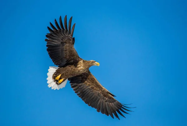 Witstaartarend in vlucht — Stockfoto