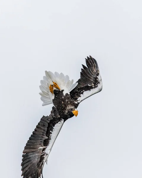 Águila marina de Steller en vuelo —  Fotos de Stock