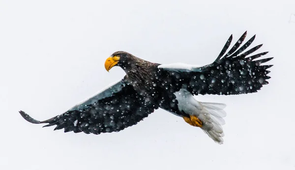 Aquila di mare di Steller in volo — Foto Stock